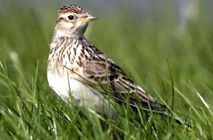 птици Alauda arvensis