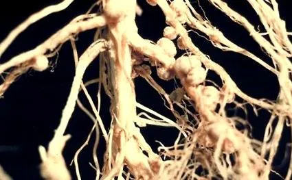 amelioratori biologic