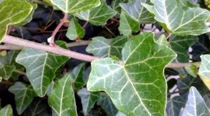 respiratorii chihlimbarul