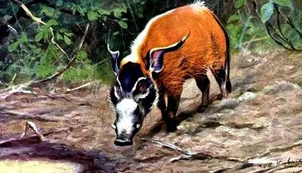 family animal