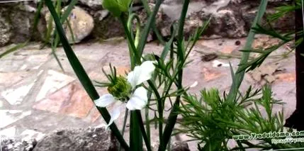 colekinetici analize