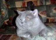 kittens british