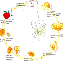 giardia лечение