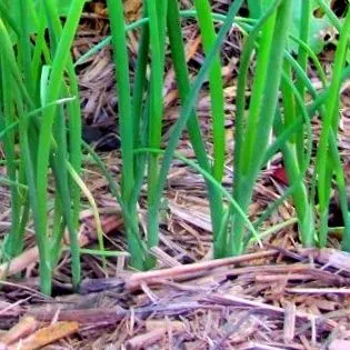 зеленчукови allium