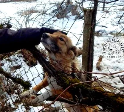 корен снимка корен снимка