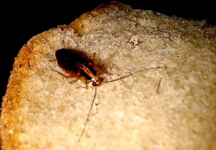 helmintii corpul