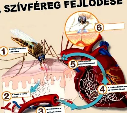форелі