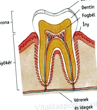 orală