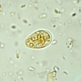 trophozoite размер