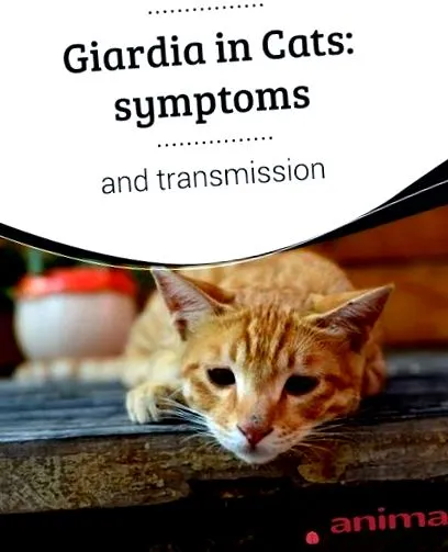 sintomos gatos sintomas