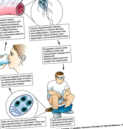 giardia речник