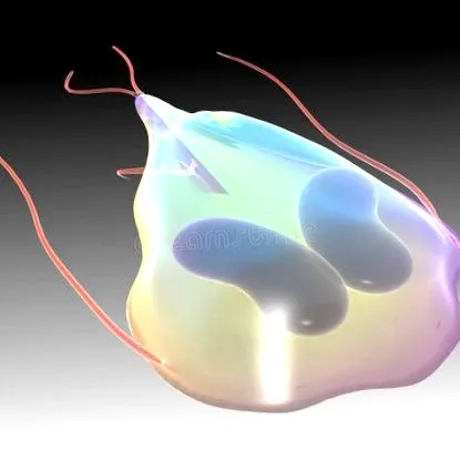 giardia giardia