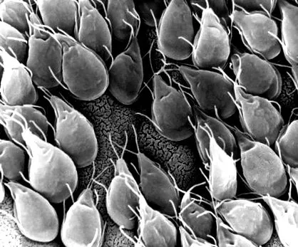 giardia giardia