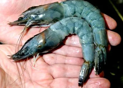 скариди скариди