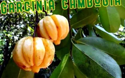подтискащо гарциния