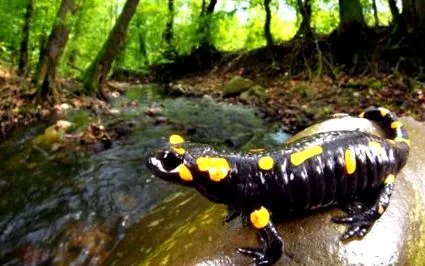salamandra devenit