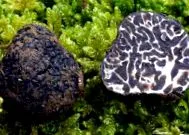 mushroom 2011
