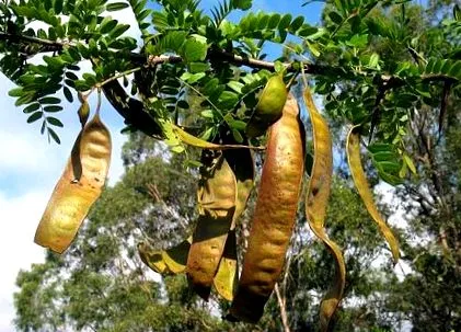leguminoasa
