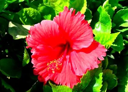 arderea hibiscus