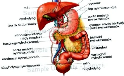 viermi dacă