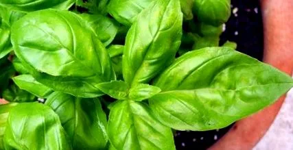 лекуваме ocimum