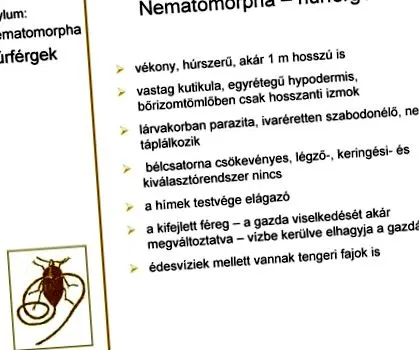 червеи паразити