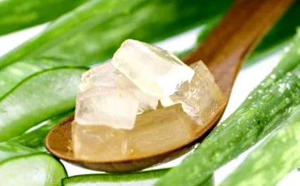 familiare aloe