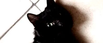 індекс коти