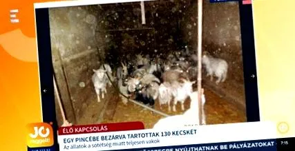 верижна система