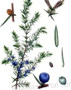 сечогінна сечогінна