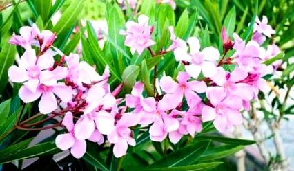 naturgarden озеленяване