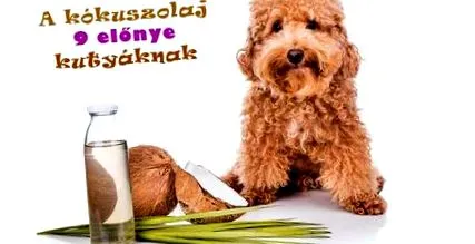 предимства предимства