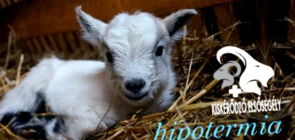 mici hipotermia