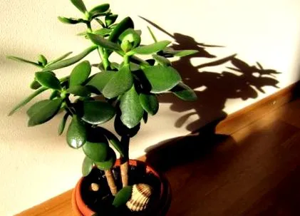 crassula стави