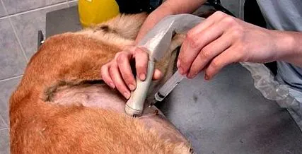 кучета кучета