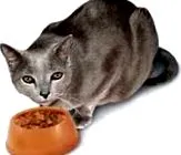 коте здравословно