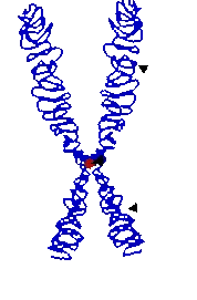 genetică digitală