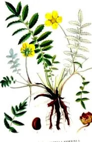 potentilla potentilla