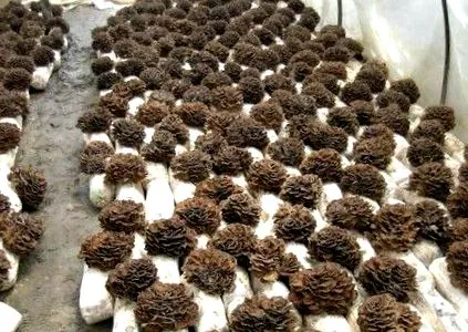 maitake гъба