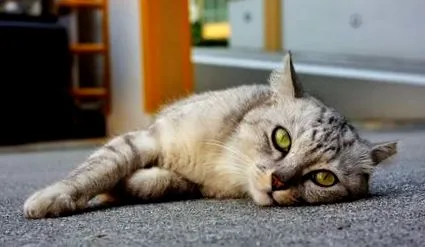 нашите котки