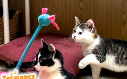 приключения котешки