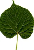 frunze mari florile sale
