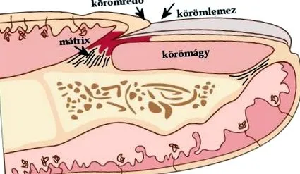 кара работи