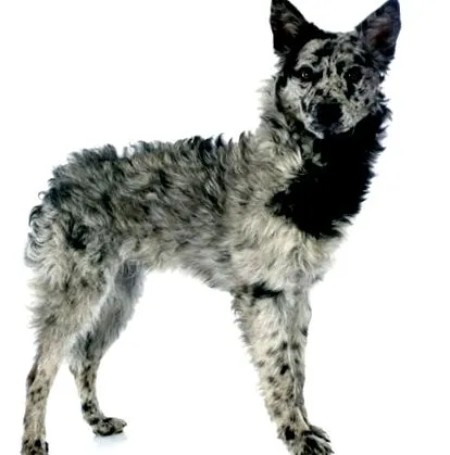 descrierea trebui