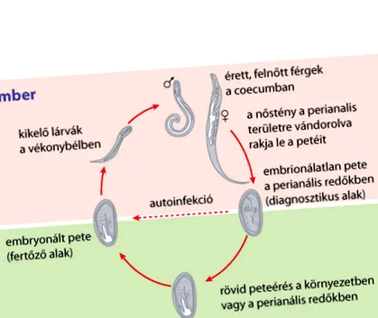 organisme organisme