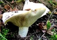 паразити гъбичните