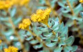 rosea rhodiola