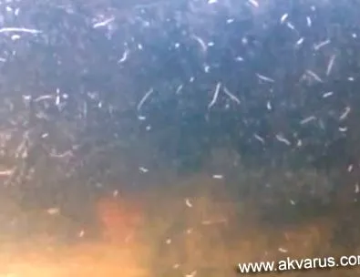 planaria planaria