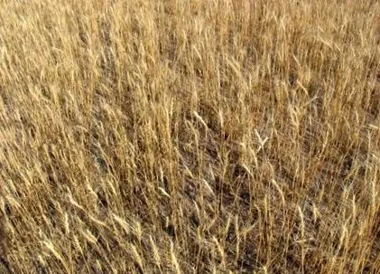 fiziologice