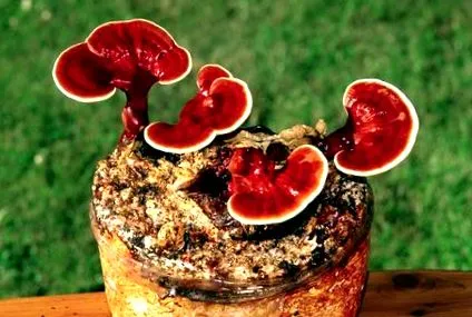 reishi pecs